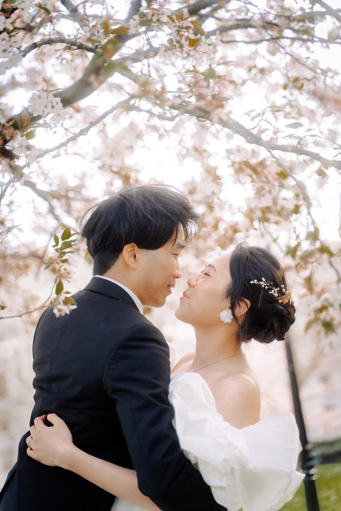 Couple under cherry blossom